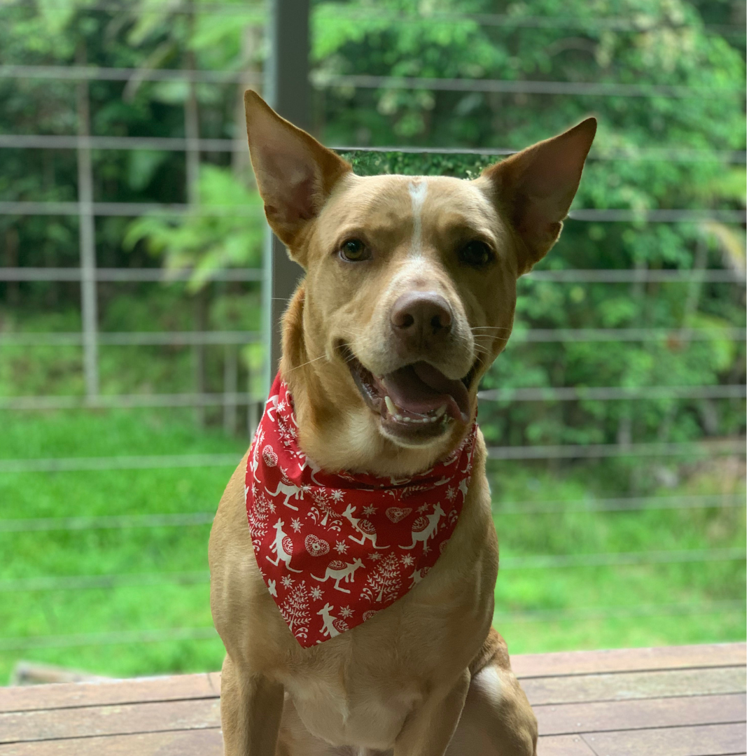 Christmas Kangaroo Dog Bandana