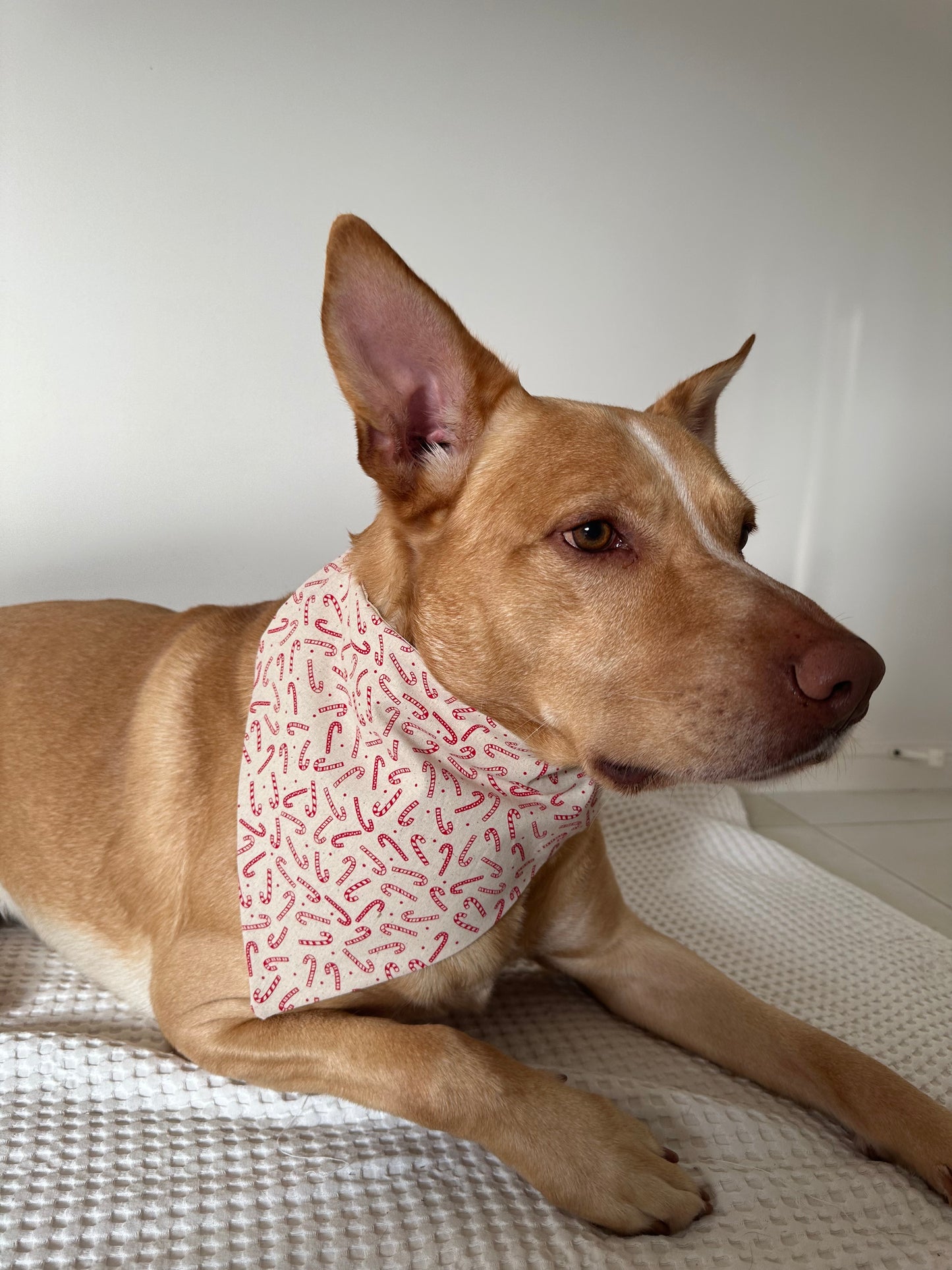 Christmas Candy Cane Dog Bandana